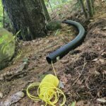 Low-cost antenna conduit